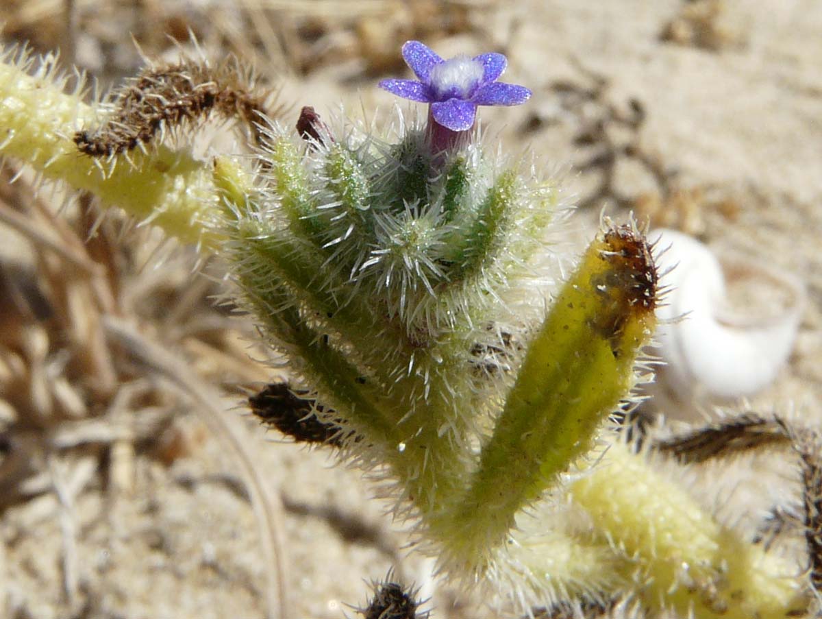 Hormuzakia aggregata (=Anchusa aggregata)/Buglossa siciliana